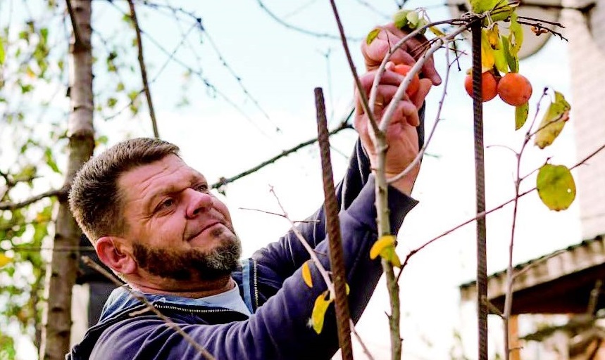 Смачне: новопетрівчанин Володимир Зайченко збирає урожай хурми у власному дворі